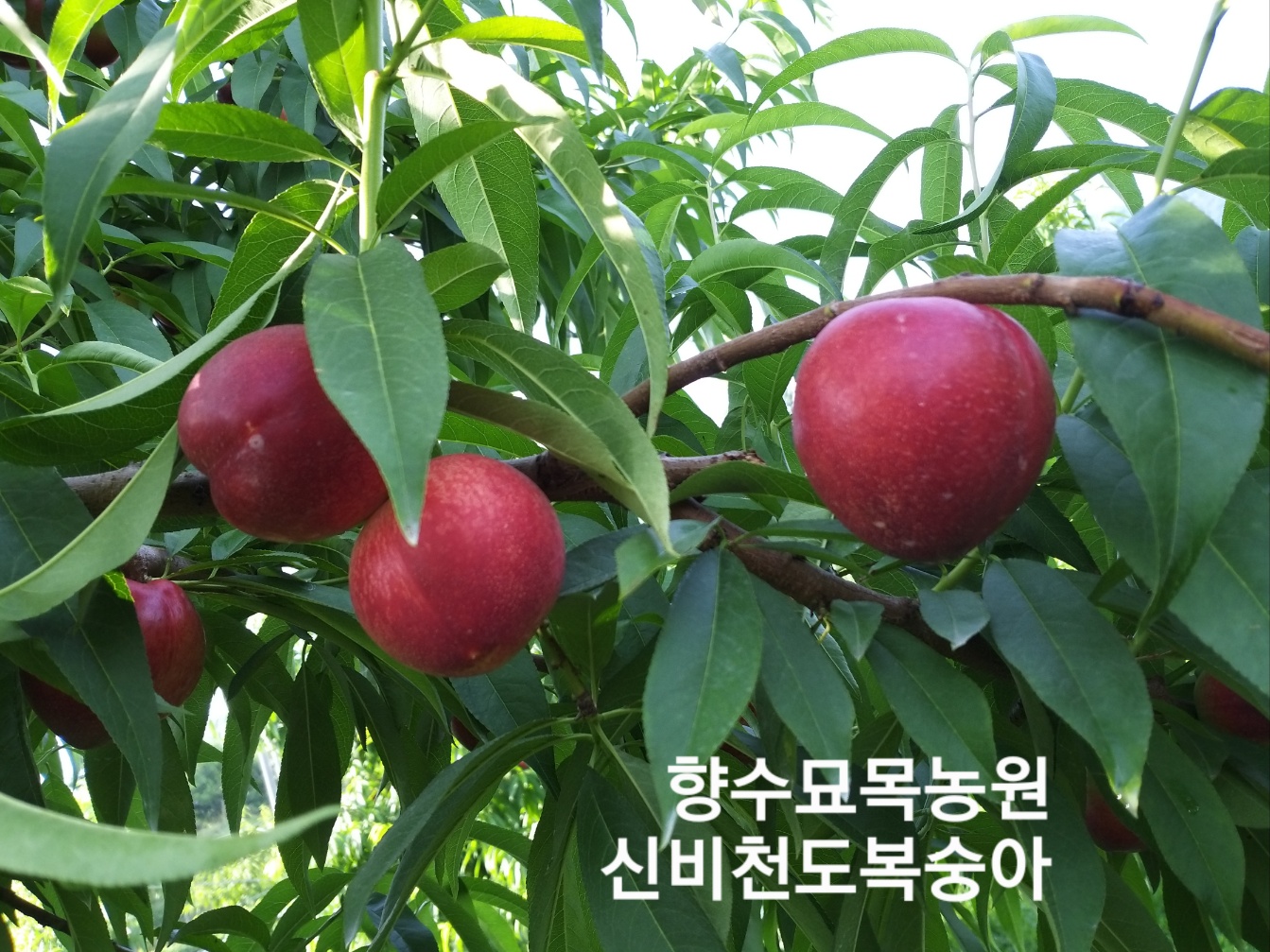 3e970446bed14ed4a705f8681dea32b3_1733655