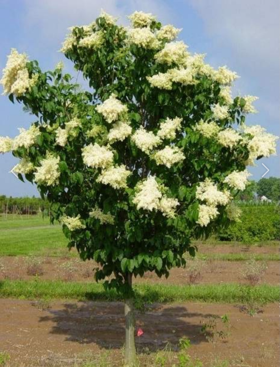 c9266139fc490c960cf6a689ef3df440_1761911645_9233.jpg c9266139fc490c960cf6a689ef3df440_1761911