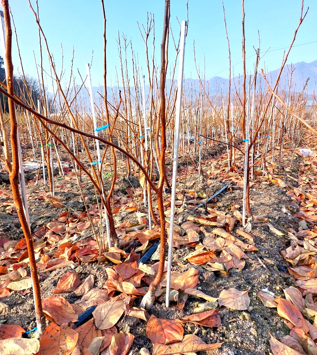 c9266139fc490c960cf6a689ef3df440_1761917