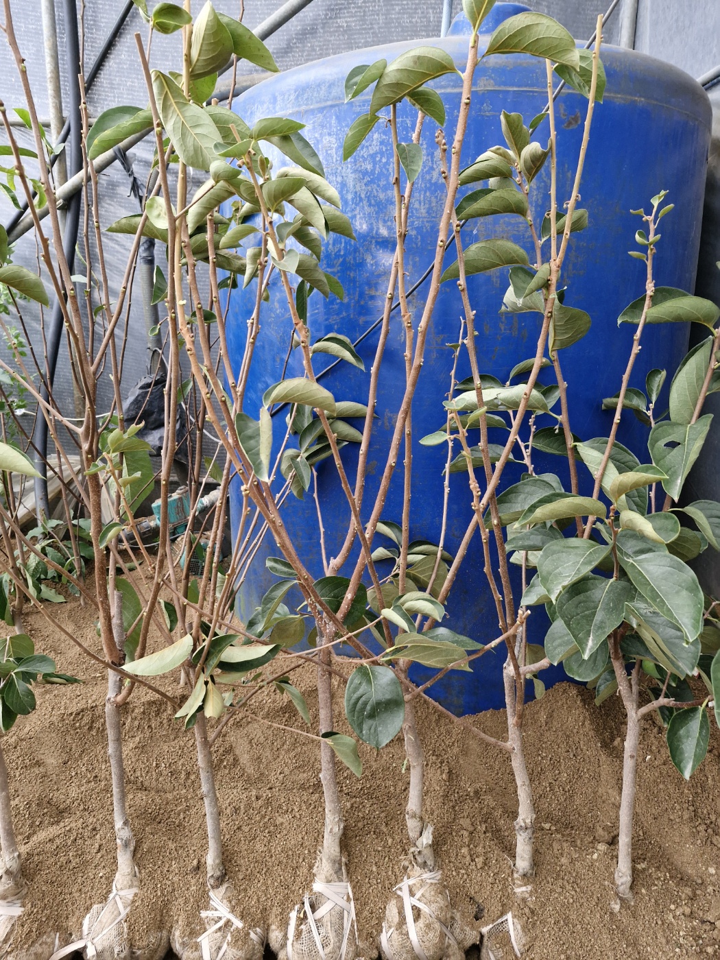 d914c8c3dcf2dab196ecd55247ab72e2_1761648