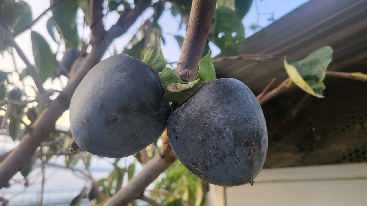 d914c8c3dcf2dab196ecd55247ab72e2_1761651