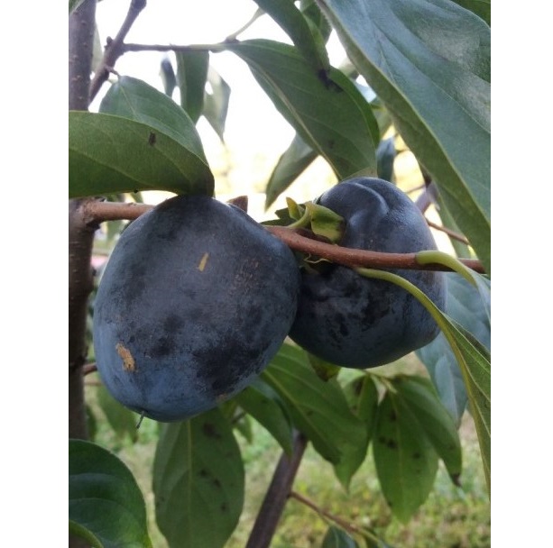 d914c8c3dcf2dab196ecd55247ab72e2_1761651