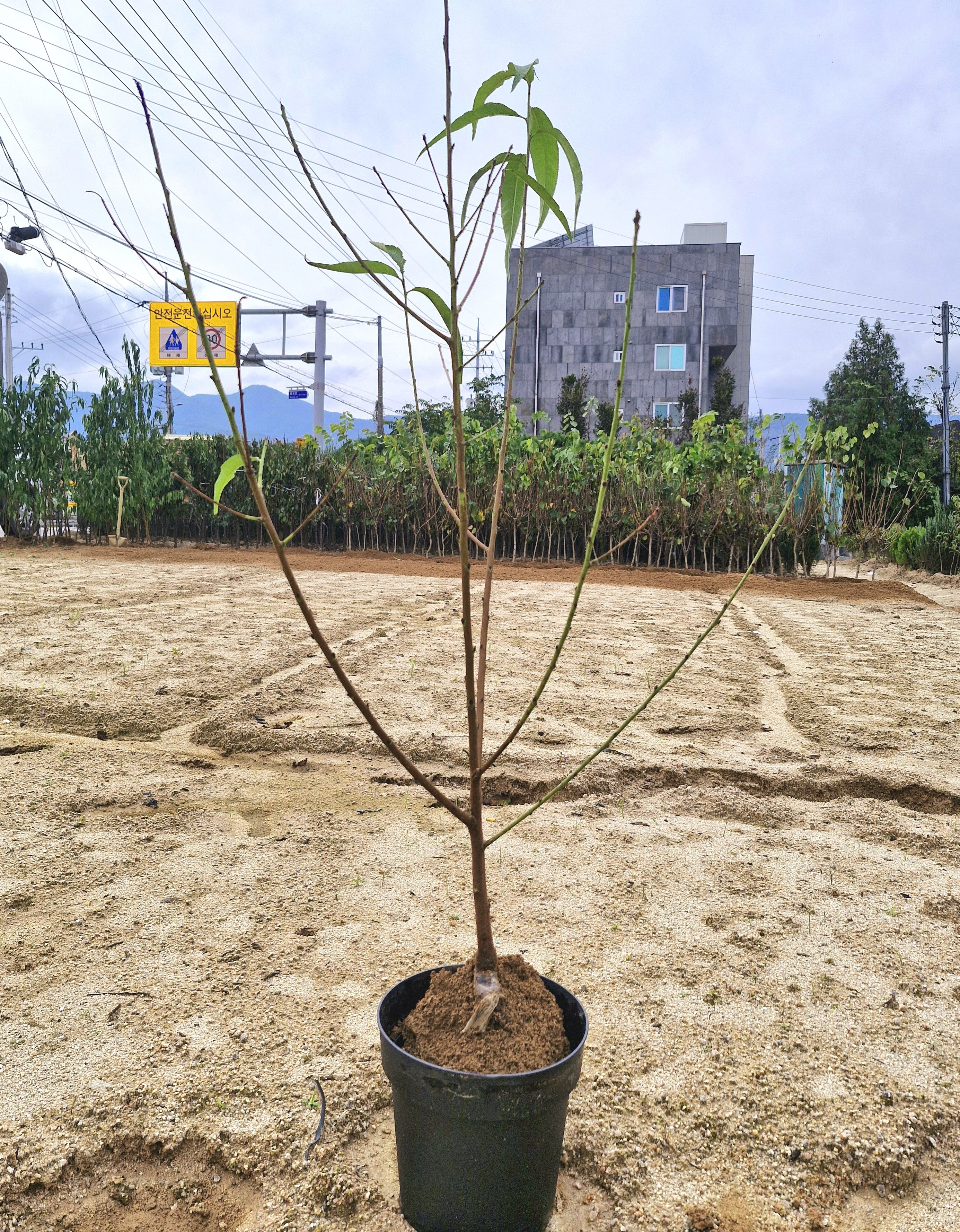 d914c8c3dcf2dab196ecd55247ab72e2_1761653