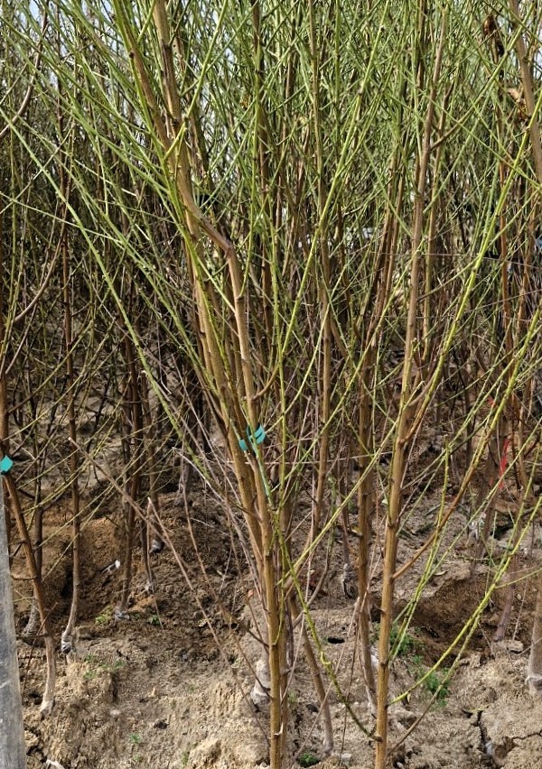 c13de6e8f29ab9711bae62b63a26de78_1762953678_2439.jpg c13de6e8f29ab9711bae62b63a26de78_1762953