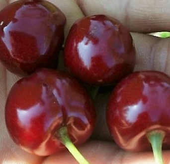 08264c6eacdb6b20663cead8448df992_1768143