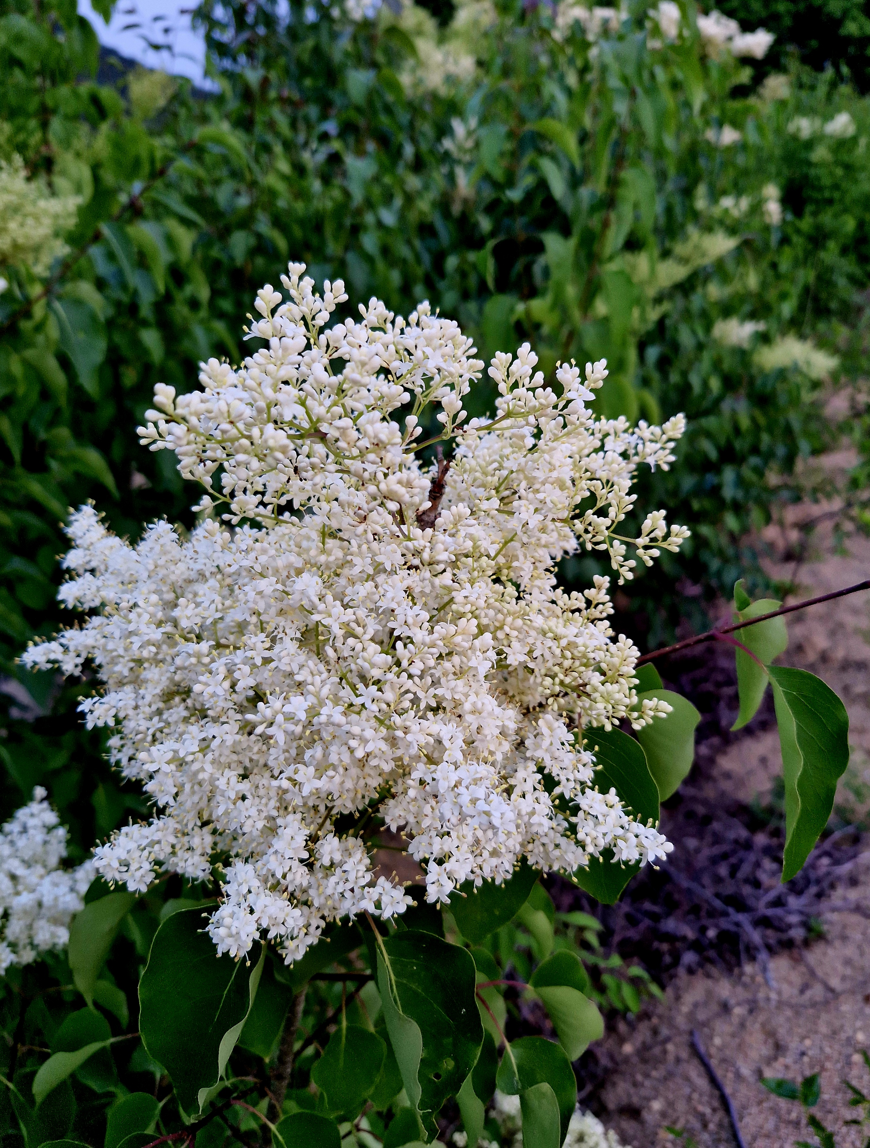 a34779e7c5d2172fb6df64985eb5e951_1767881