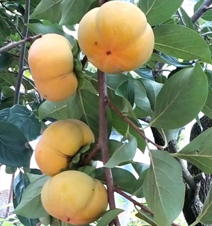 a34779e7c5d2172fb6df64985eb5e951_1767882