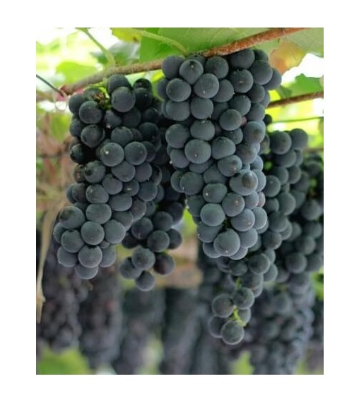 a34779e7c5d2172fb6df64985eb5e951_1767884