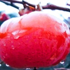 a34779e7c5d2172fb6df64985eb5e951_1767884