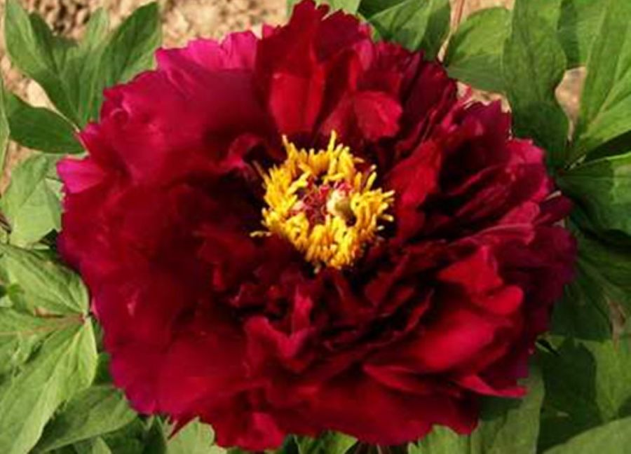 a34779e7c5d2172fb6df64985eb5e951_1767887