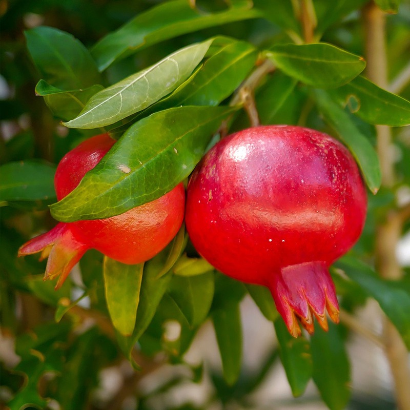 a1b18cc8412acd4c89e92e50bae91a3c_1770992