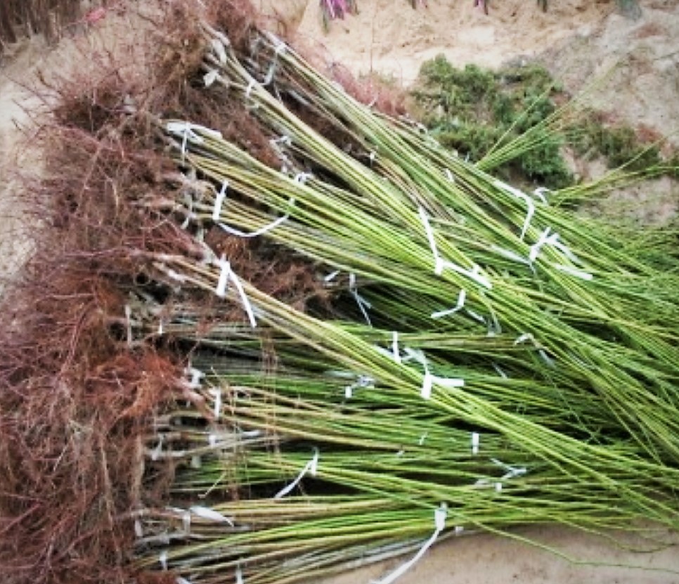 매실나무 청왕매실,홍매실,개량풍후(홍왕왕매실)