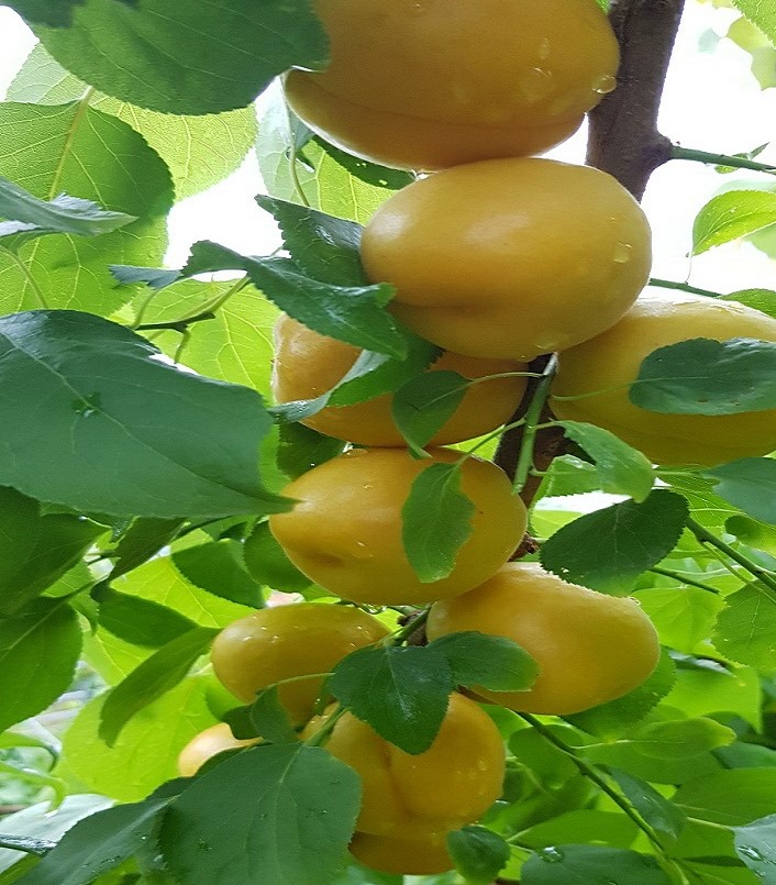 살구나무 하코트,초하,b360