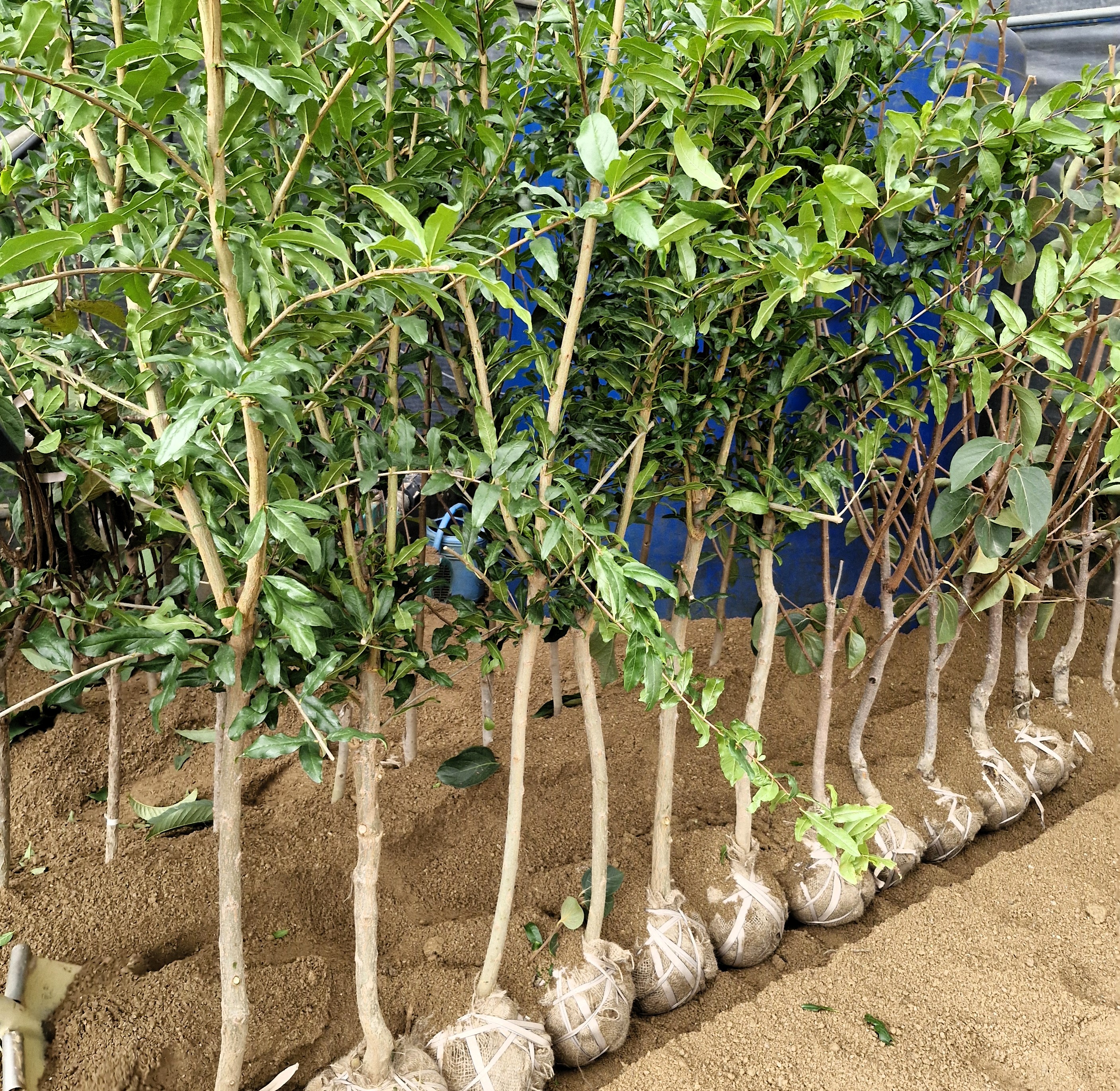 추위에 강한 슈퍼 단석류나무