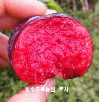 자두나무(조생왕자두,호무샤,왕피자두,추희자두,조생피자두.산타로사)