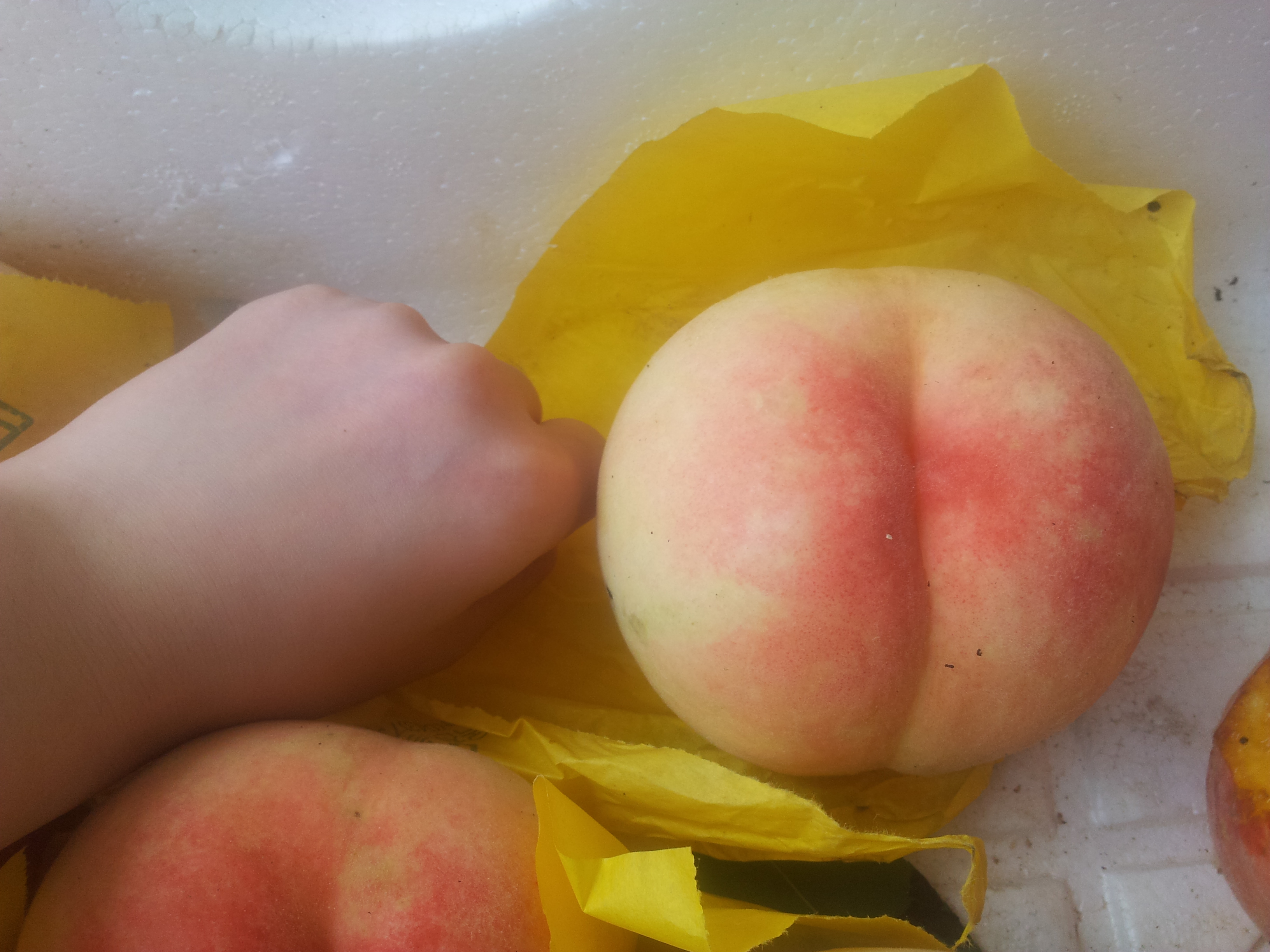 복숭아 나무 황도,백도,천도,납작복숭아 1년생묘목