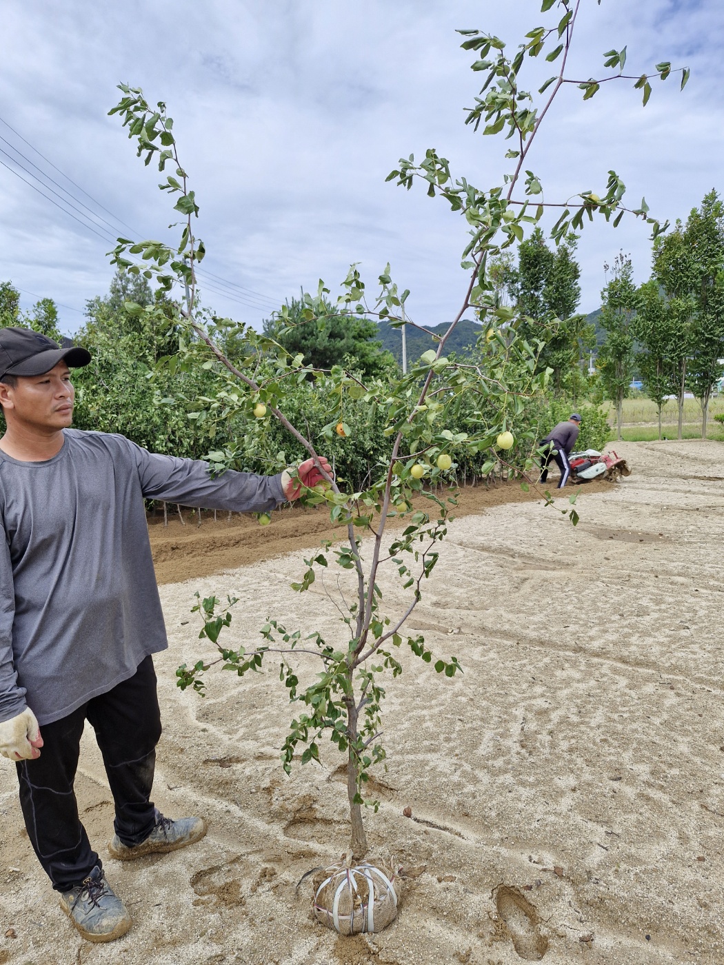 ,대추나무 사홍(사과)대추 3년생분묘결실주