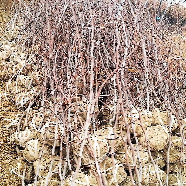 ,대추나무 사홍(사과)대추 3년생분묘결실주