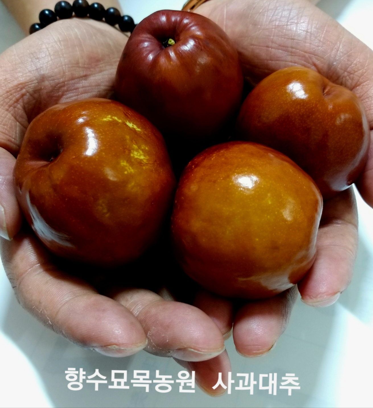 ,대추나무 사홍(사과)대추 3년생분묘결실주