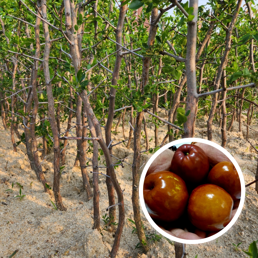 ,대추나무 사홍(사과)대추 3년생분묘결실주