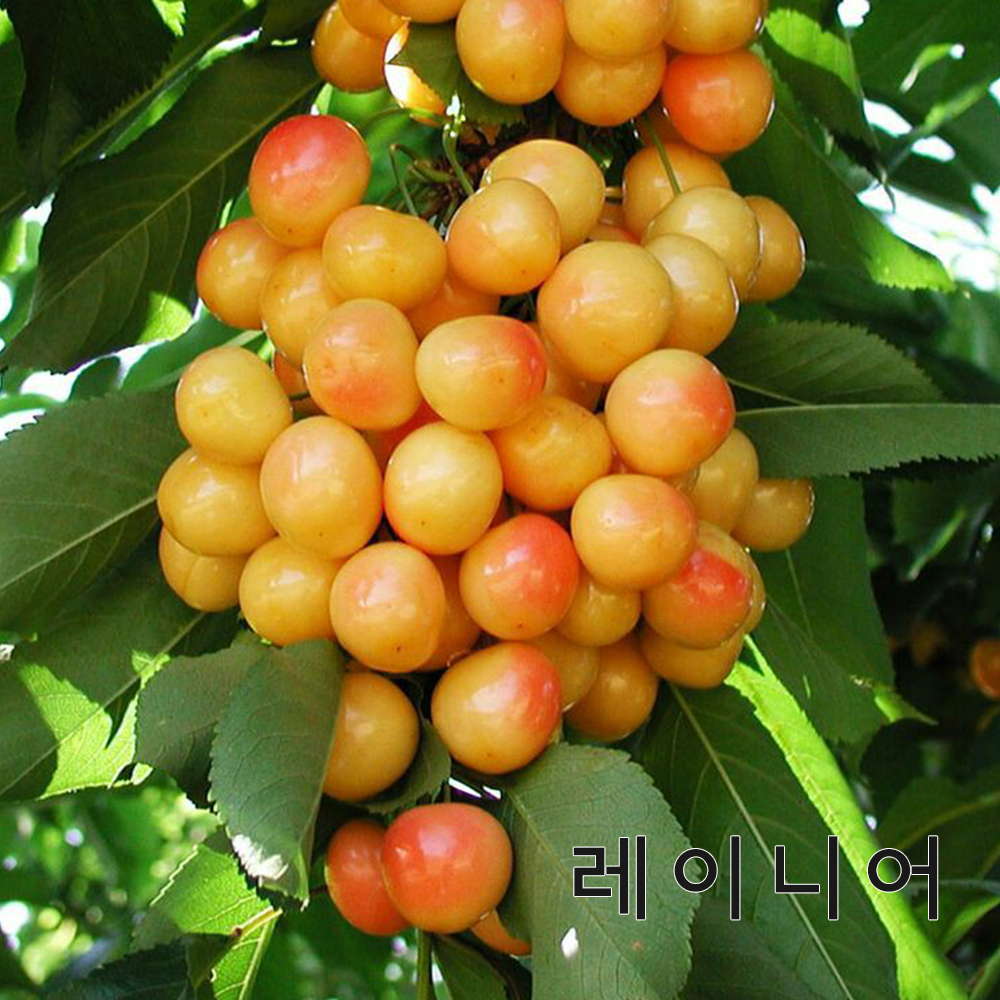 체리나무(우량대목)묘목 자가수정 라핀과 러시아8호,타이톤