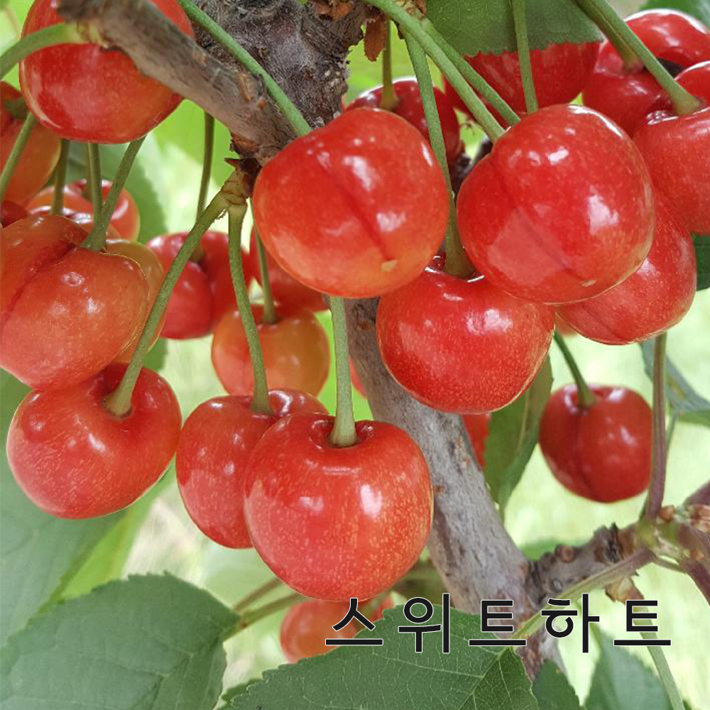 체리나무(우량대목)묘목 자가수정 라핀과 러시아8호,타이톤