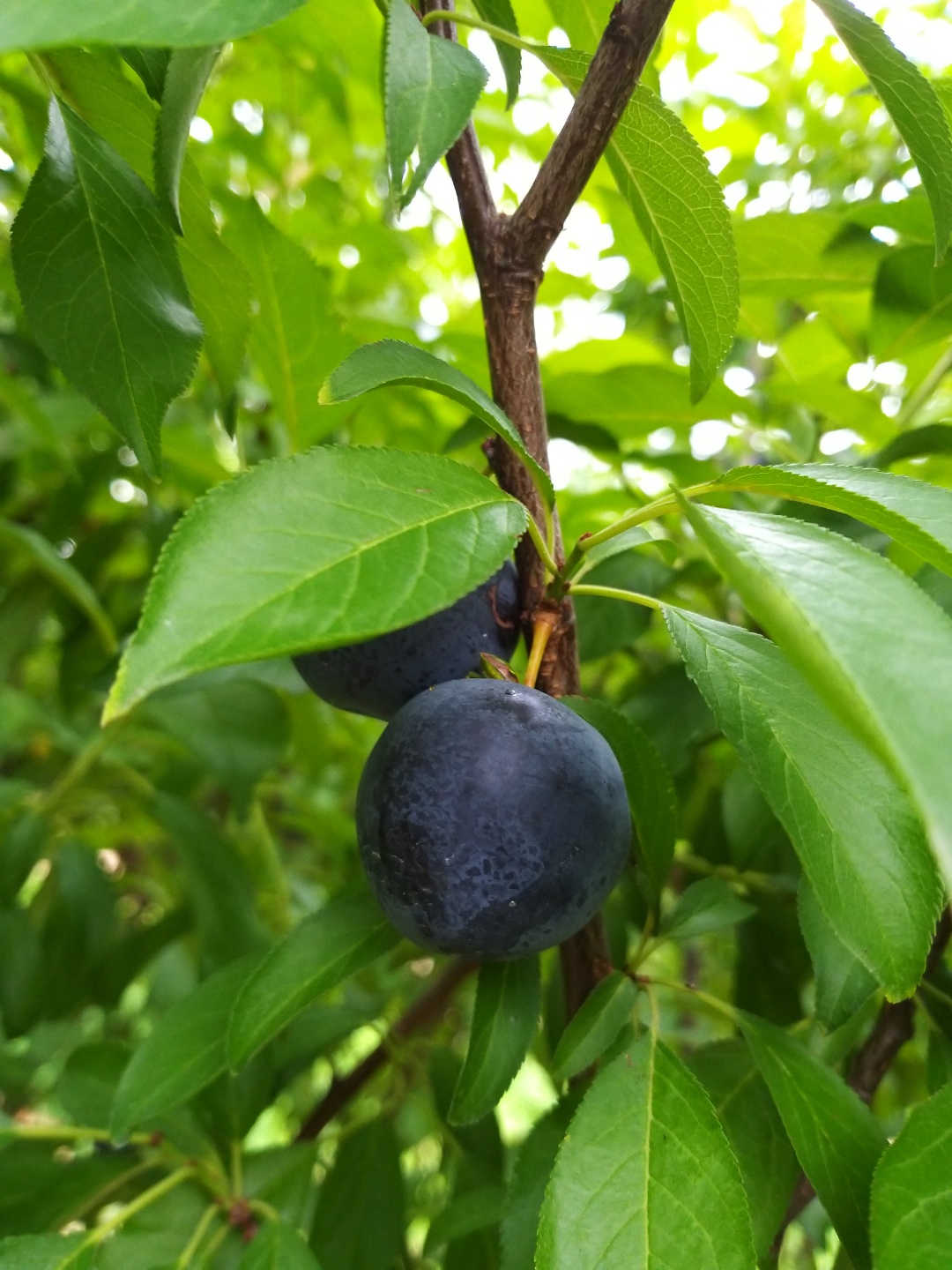 체리와자두의 교배종 흑체리 바이오체리접목1년생묘목