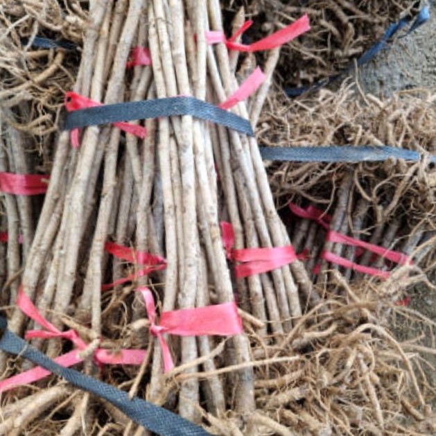 민두릅(가시없는두릅)묘목