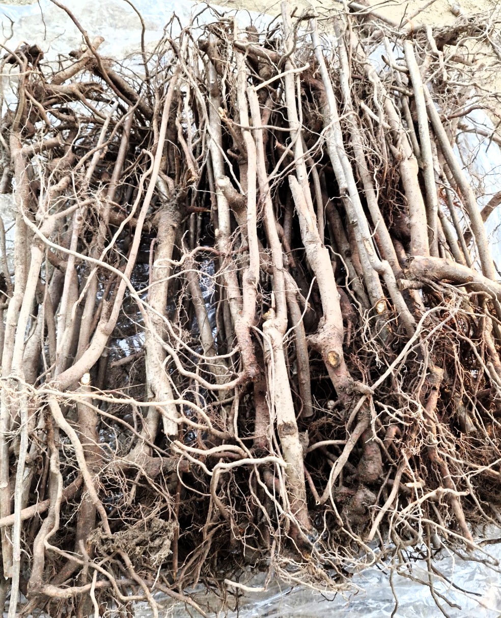토종 홍가죽분지묘