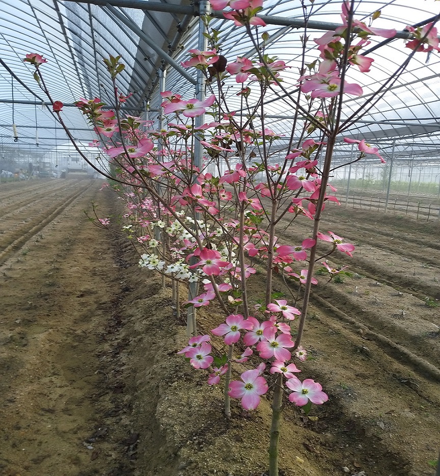 미꽃산딸나무(체로키치프)분묘