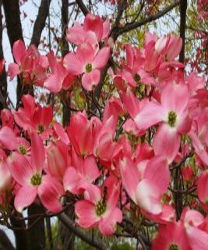 미꽃산딸나무(체로키치프)분묘