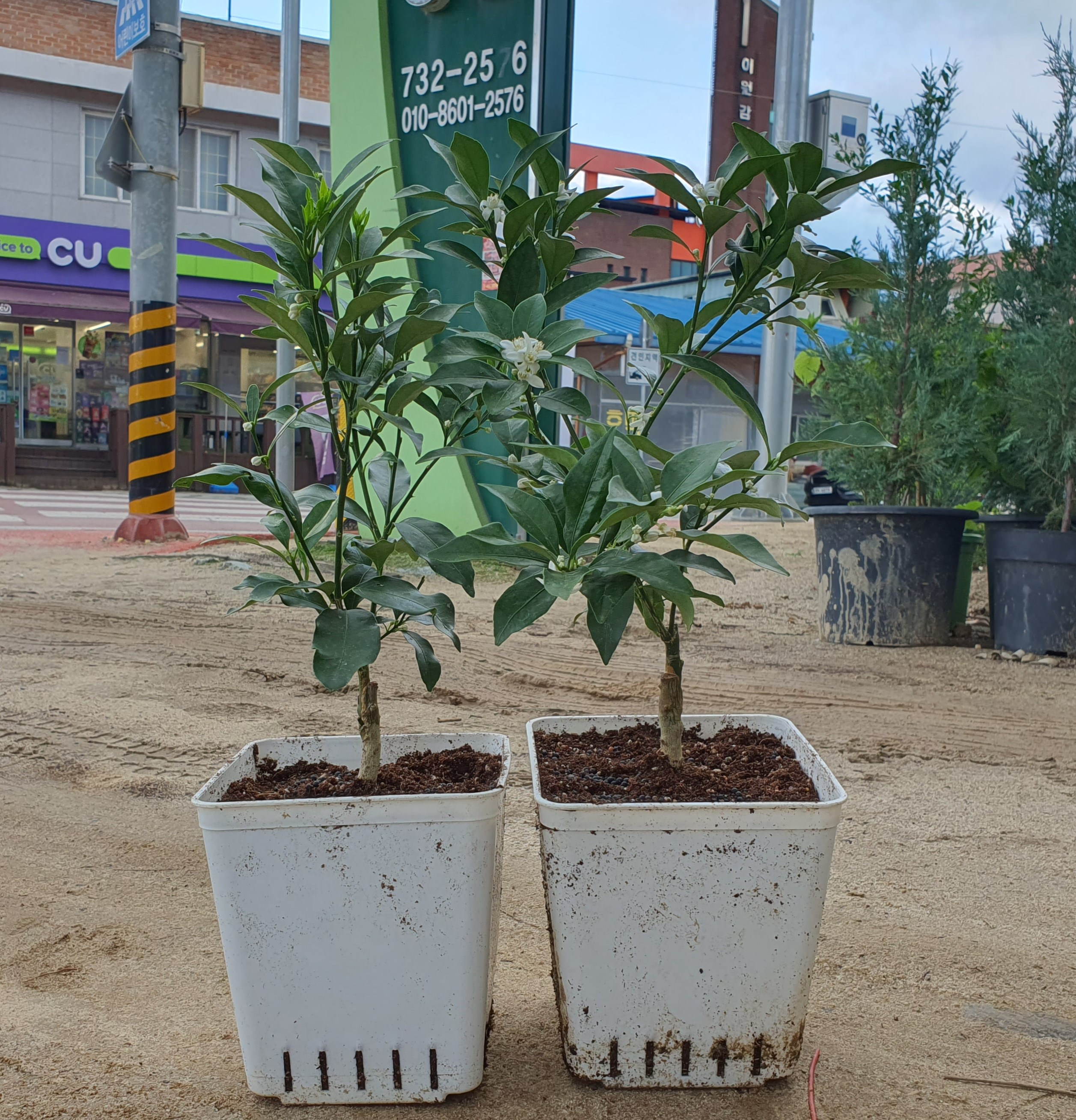 금전운을 올려주는 금귤나무 결실주