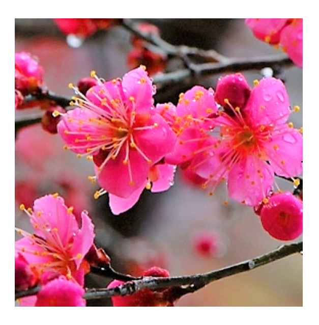 눈속에서도 아름다운 꽃을 피우는 매화꽃 설중매(홍매화)