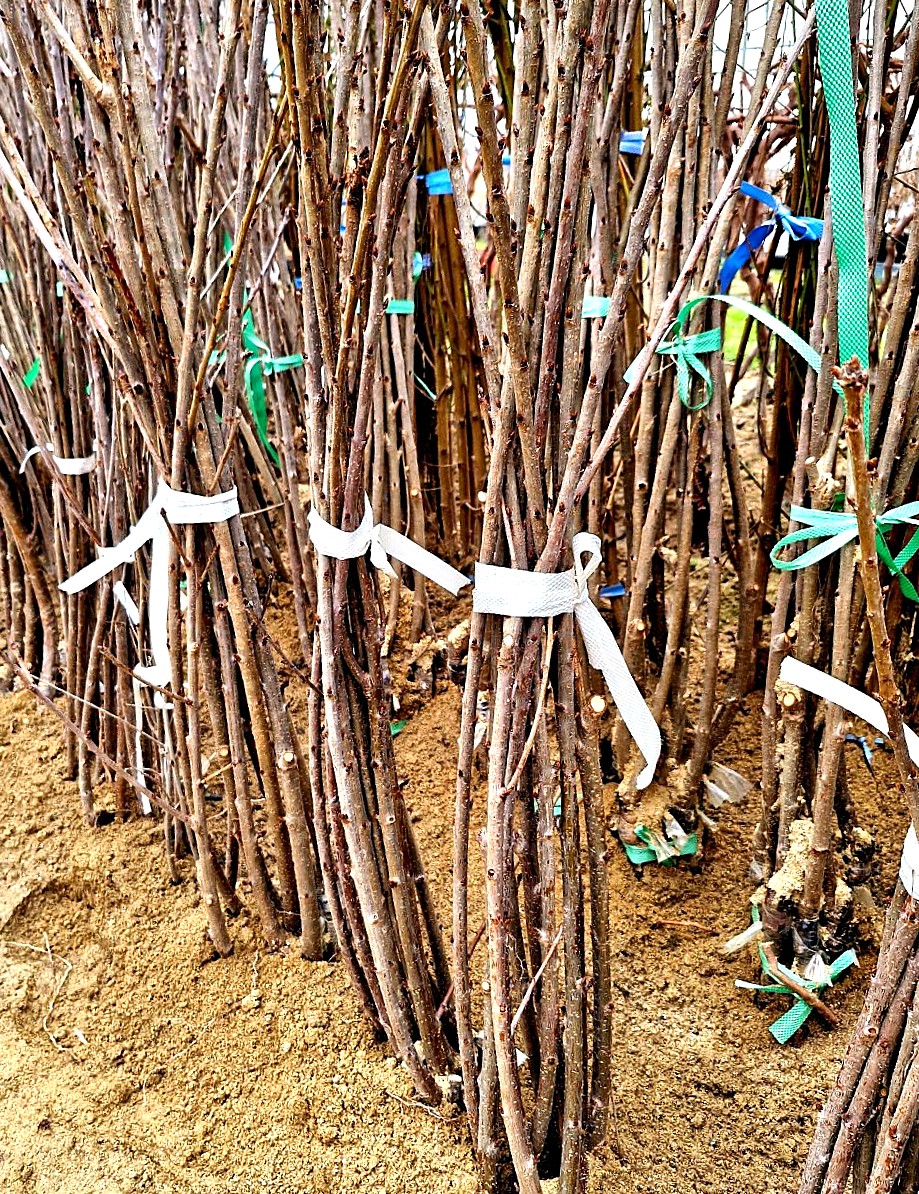 우량대목의 체리나무 (써미트,타이톤,빙,레이니어,버건디펄,홍등,라핀,스위트하트)