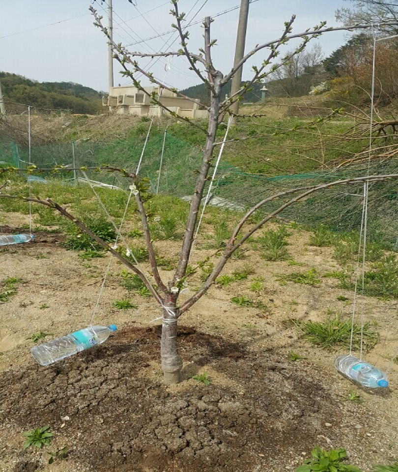 좋은 품종 맛있는 체리나무묘목