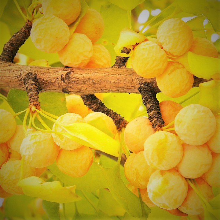 가을 노란 단풍잎이 아름다운 은행나무R3~4점