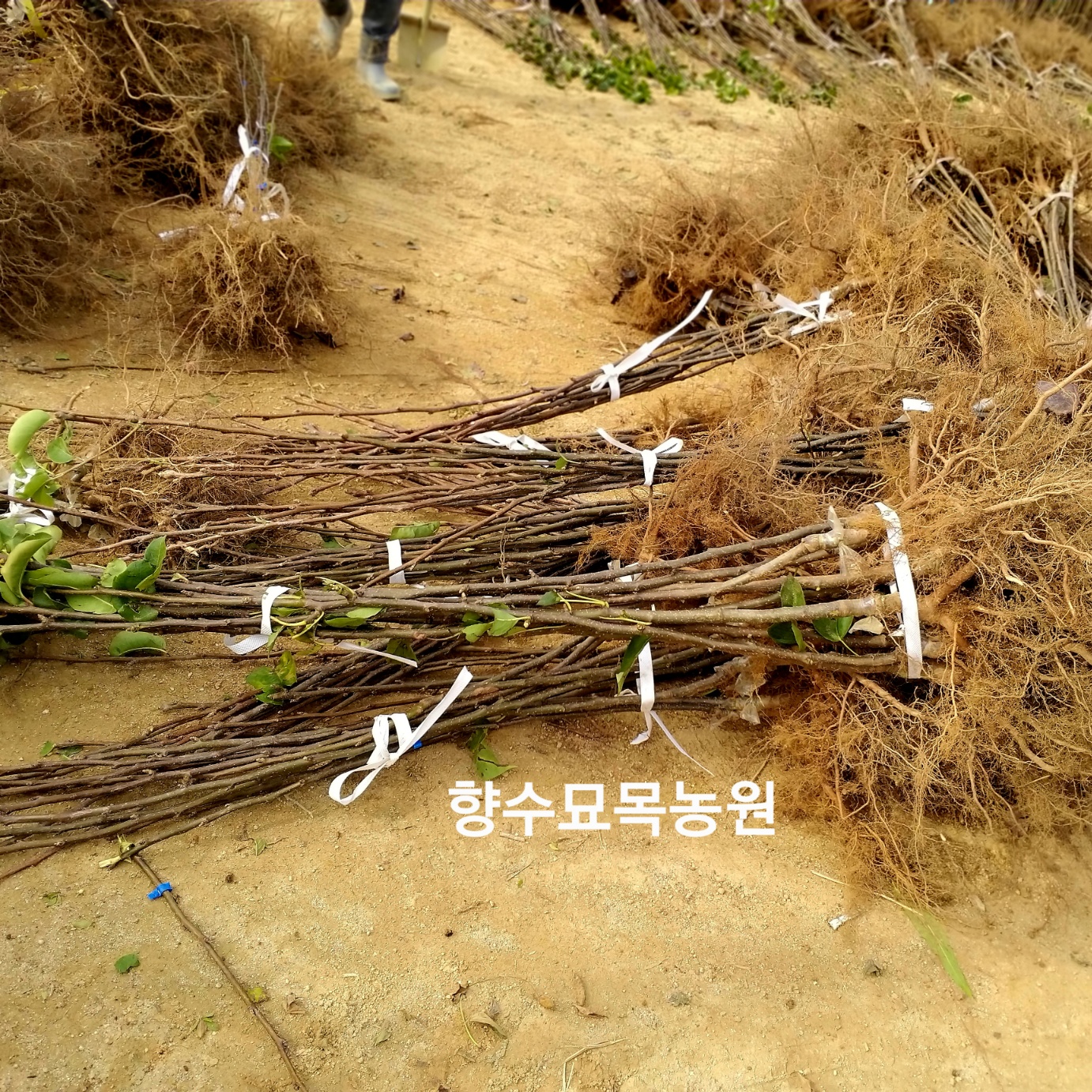 돌배나무, 향과 약성이 좋은 돌배나무 산향,석향,수향,토종돌배1년생묘목