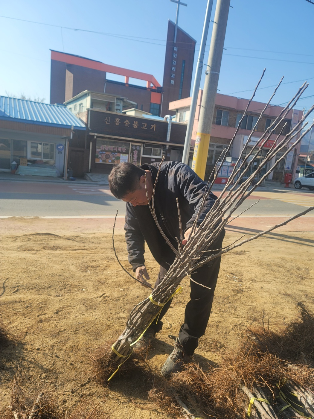 사과나무 감홍사과