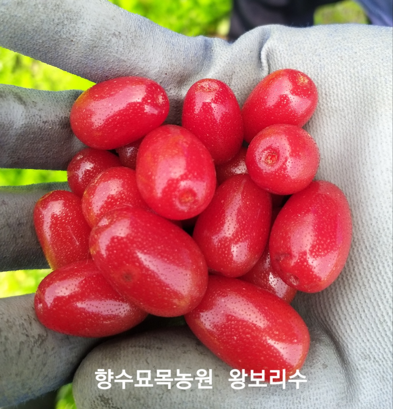 보리수나무 왕보리수나무 3년생분묘