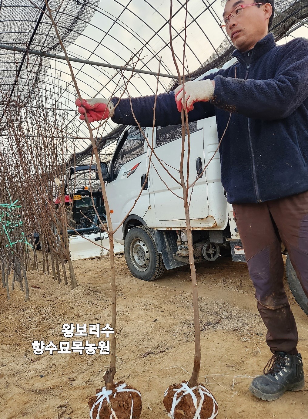 보리수나무 왕보리수나무 3년생분묘