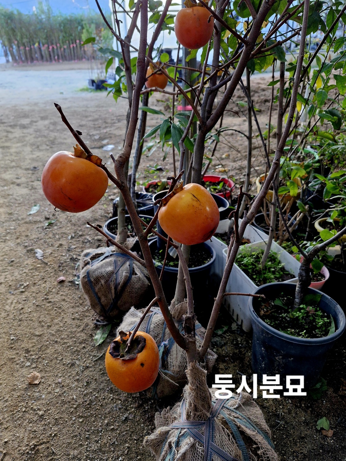 감나무 둥시감나무