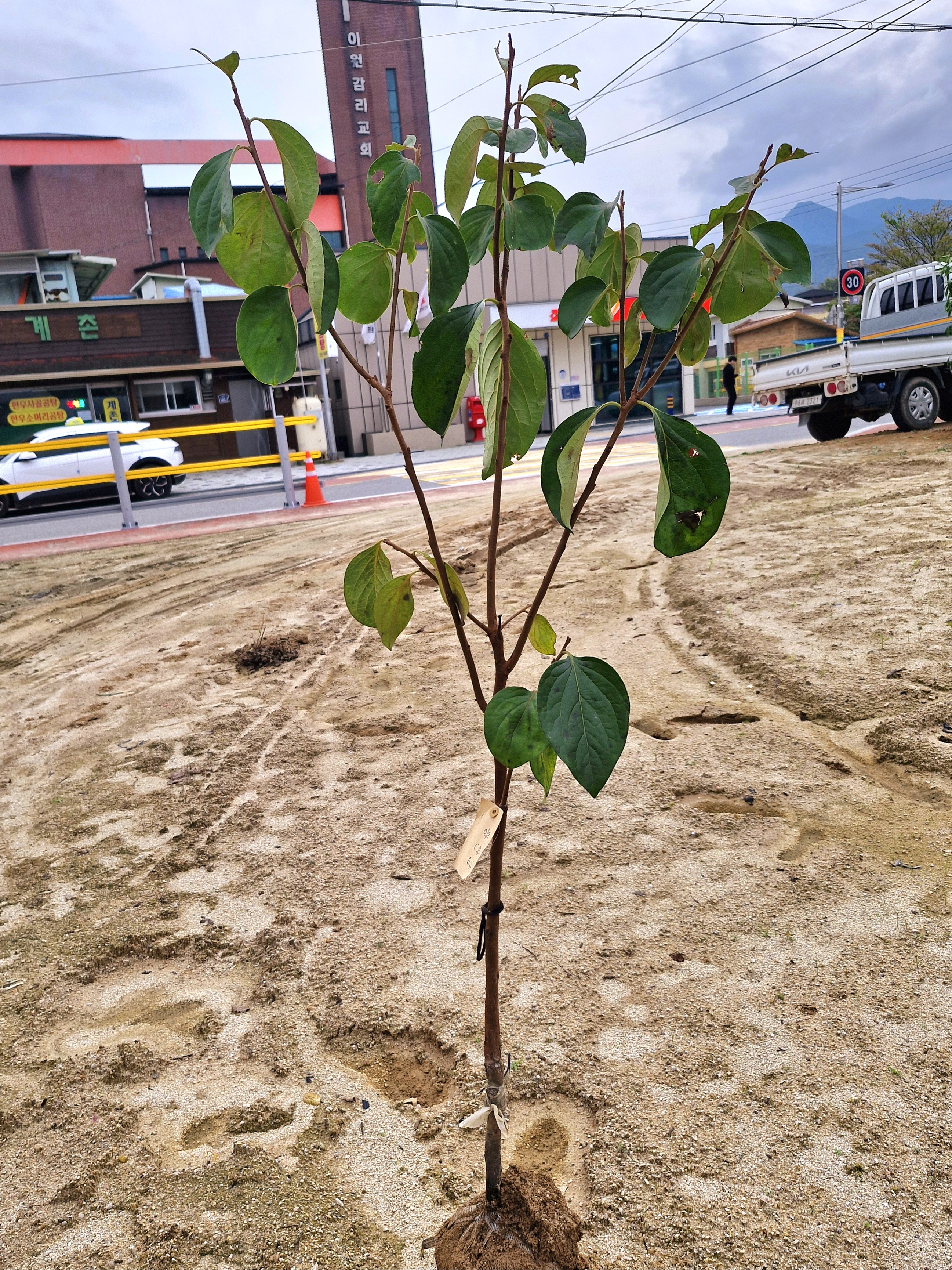 감나무 월하감과 삼천리감나무