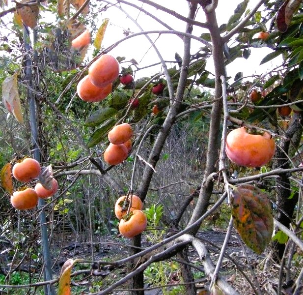 감나무 월하감과 삼천리감나무