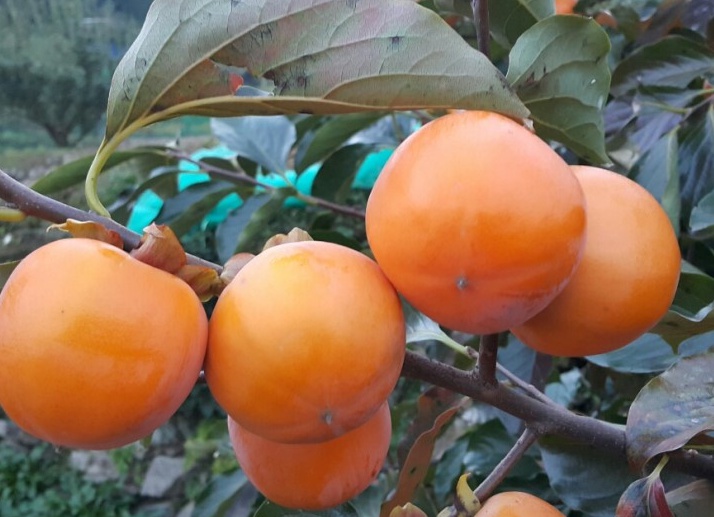 감나무 월하감과 삼천리감나무