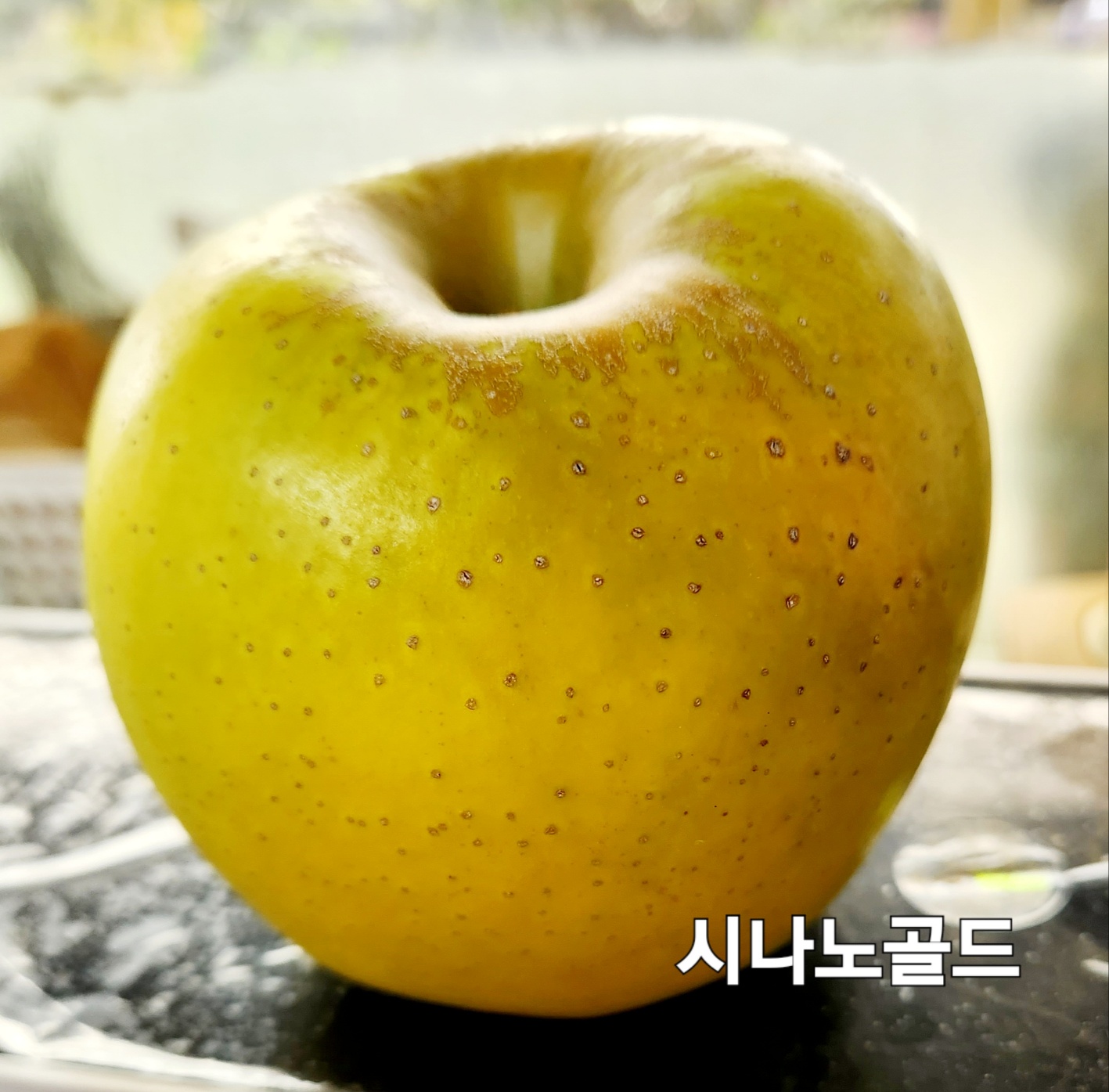 황금사과 시나노골드 2년생M26이중대 묘목과 3년생M26이중대 분묘