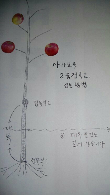 황금사과 시나노골드 2년생M26이중대 묘목과 3년생M26이중대 분묘