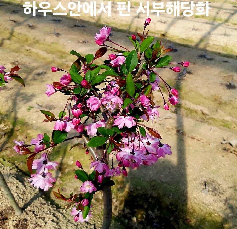 서부해당화,수서해당화 접목2년생묘목