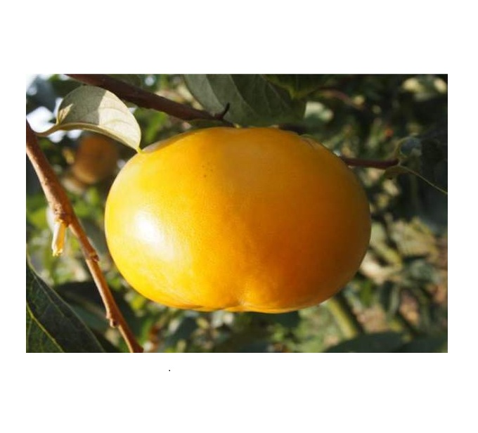 단감나무 왕단감 감풍단감분묘