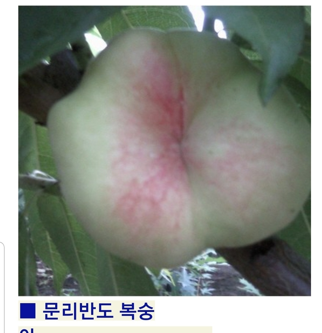 납작복숭아 손오공복숭아 거반도1년생묘목과 2년생분묘
