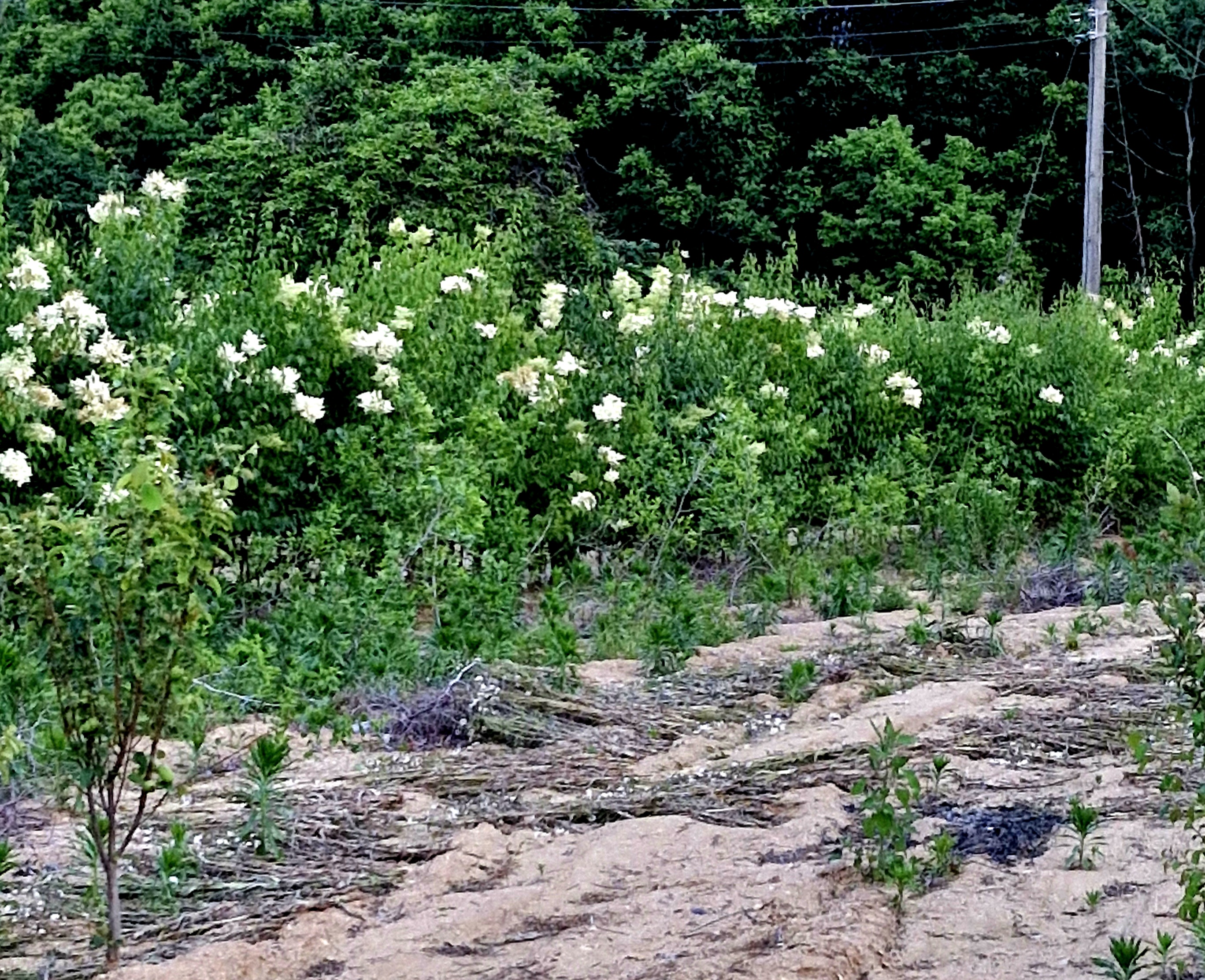 북경라일락 거향수 향수목 접목3년생 분묘